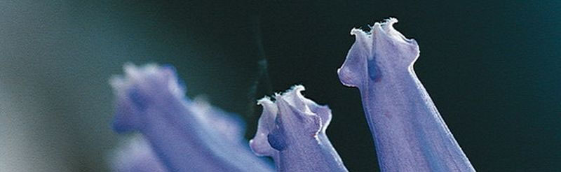 Extraordinary plant life