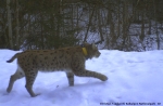 A hunter “mistakes” a lynx for a fox in the Kalkalpen