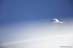 “Sensible”: A New Documentary Film on Alpine Fauna