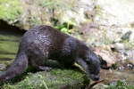Biodiversity and long-term monitoring of alpine protected areas