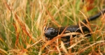 A New Management Plan to Preserve Biodiversity within the next 10 years for the Queyras Natural Reserve