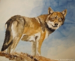 International Conference &quot;The Wolf in the alpine cultural landscape – chances and challenges&quot;