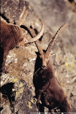 Switzerland celebrates the centenary of the ibex reintroduction in the Alps