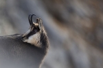 fauna Suedtirol S.Hackhofer