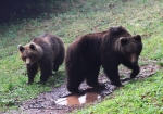 EU Platform on Coexistence between People and large Carnivores launched