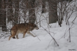 Austria: the wolf at the centre of a lively debate
